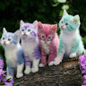 Meet your Posher, Holly